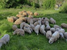 🐏Bejm Shitjen  Dhe  Therrjen e Kurbanav Ekstra