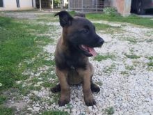Belg malinois