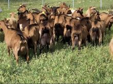 shiten dhit  alpine 🐐 EKSTRA tmira rekorde me ka 5 litra