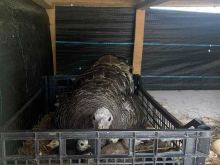 Shiten Qurat me ka 13 zoj