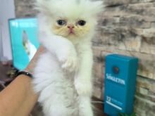 Shesim persiane odd eyed 