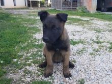 Belg malinois