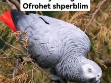 Papagall I humbur ofrohet shperblim 