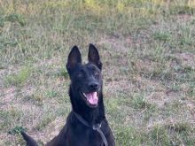 Belgian Malinois