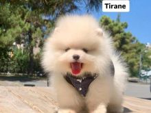 Pomeranian Boo Albania