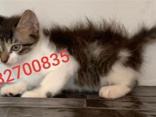Shitet Kotele Turkish Angora