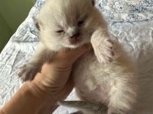 Kotele British Shorthair për Shitje