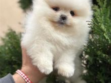 Pomeranian boo rrace e paster