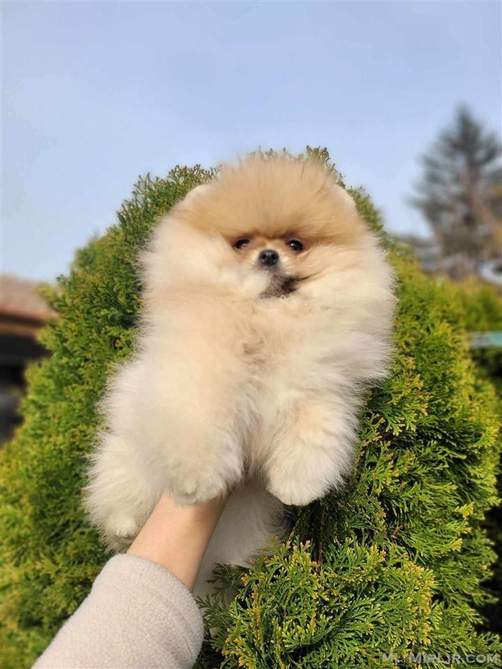 Pomeranian boo me Pedigree
