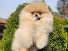 Pomeranian boo me Pedigree