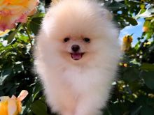 Pomeranian boo me Pedigree