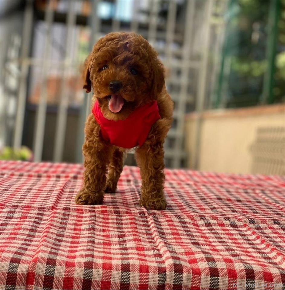 Mini Poodle red oferte