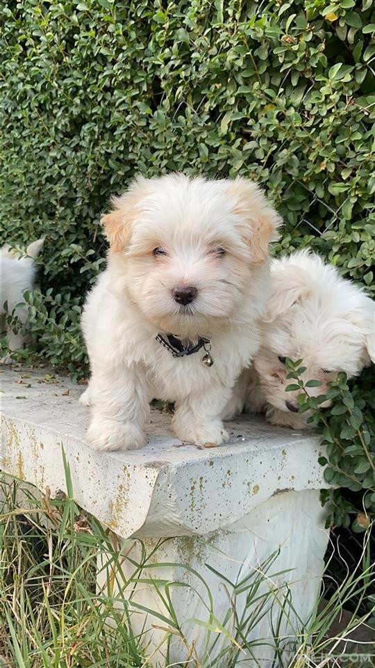 Mini maltez