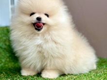 Pomeranian Boo