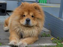 Shitet Chow Chow Qen