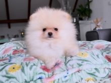 Pomeranian boo rrace e paster
