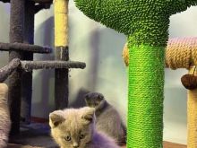 Mace british lilac dhe scottish fold grey