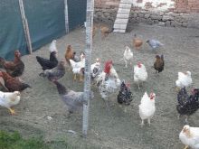 Shiten 23 zogza raca  te ndryshme  qmim i volitshum