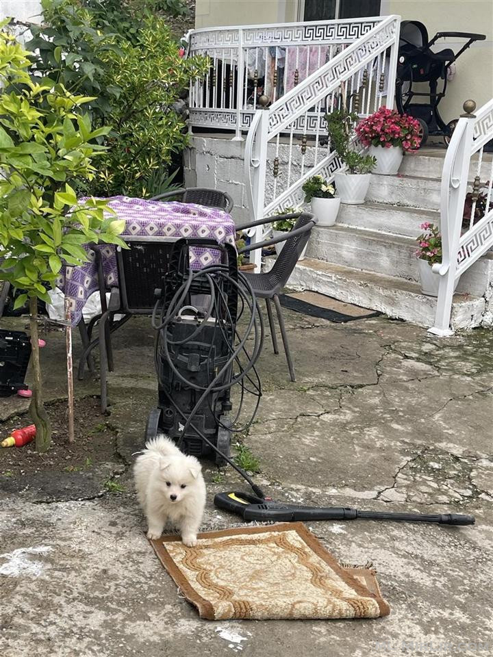 mini spitz pomerian