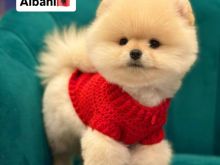 Pomeranian boo rrace e paster