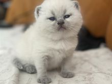 Macat british