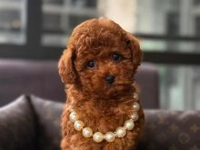 Mini Poodle tirane