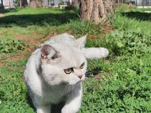 Po shitet një maçok British Shorthair i mrekullueshëm!