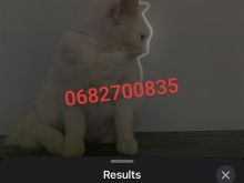 Shitet Kotele Turkish Angora👇