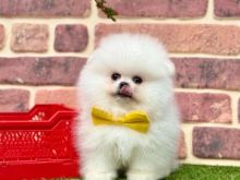 Pomeranian super kualitet