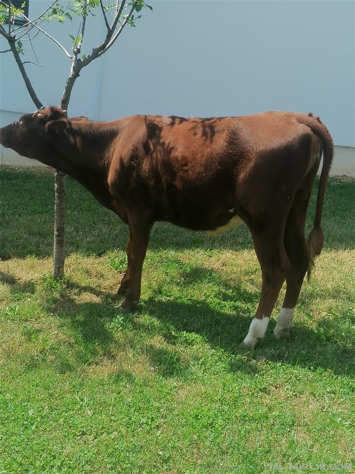 Mshtjerr