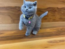 British shorthair