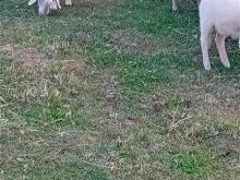Dele
