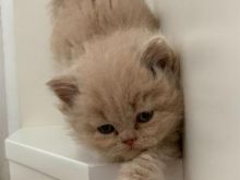 BRITISH LONGHAIR CREAM