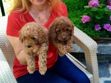 Poodle toy