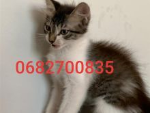 Shitet Kotele femer  Turkish Angora 👇