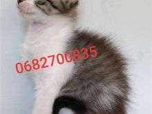 Shitet Mace Kotele Turkish Angora