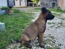Belg malinois