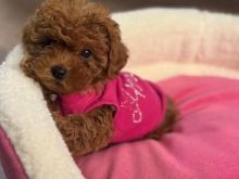 Toy Poodle tirane