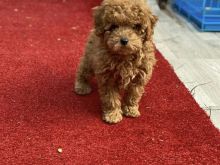 Toy poodle red