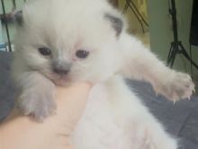 British Shorthair kotele në shitje