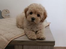 Maltipoo puppies - perfect pets!