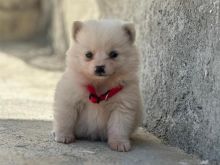 Mix pomerian 22.000 leke