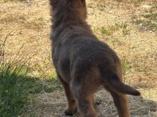 Belgian Shepherd