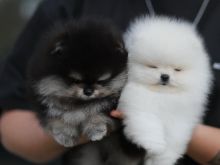 Qenush pomeranian meshkuj dhe femra që kërkojnë një shtëpi t