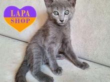 Mace Russe - Russian Cat