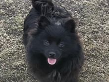 Minispitz xPomo
