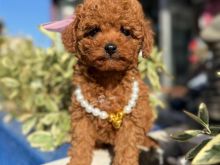 Mini Poodle red