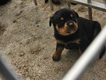 Kelysh rottweiler per shitje