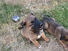 Belgian Shepherd