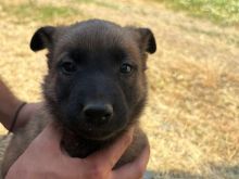 Belgian Shepherd